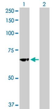 GBA purified MaxPab rabbit polyclonal antibody (D01P)