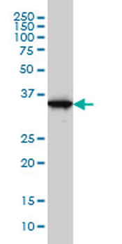 GAPDH monoclonal antibody (M01A), clone 3C2