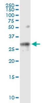 FUT2 MaxPab rabbit polyclonal antibody (D01)