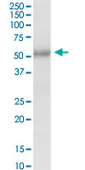 FUCA2 purified MaxPab rabbit polyclonal antibody (D01P)