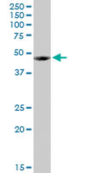 FUCA1 MaxPab rabbit polyclonal antibody (D01)