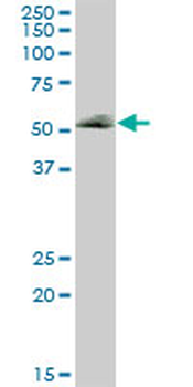FUCA1 purified MaxPab mouse polyclonal antibody (B01P)