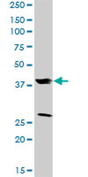 FRZB purified MaxPab rabbit polyclonal antibody (D01P)