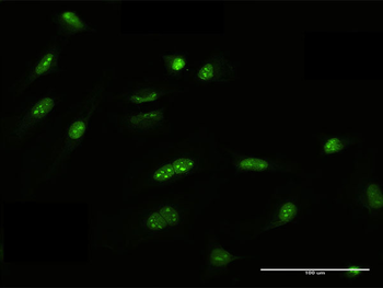 FRG1 MaxPab mouse polyclonal antibody (B01)