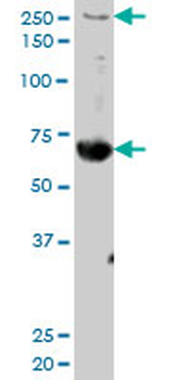 FN1 purified MaxPab mouse polyclonal antibody (B01P)