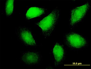 FLT3LG purified MaxPab mouse polyclonal antibody (B01P)