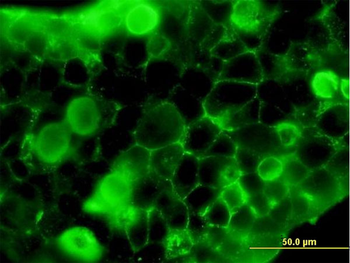 FLT1 purified MaxPab mouse polyclonal antibody (B01P)