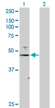 FOXJ1 purified MaxPab rabbit polyclonal antibody (D01P)
