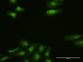 FGF13 purified MaxPab rabbit polyclonal antibody (D01P)
