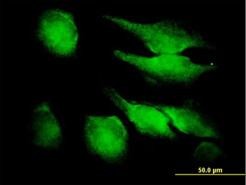 FGF1 purified MaxPab mouse polyclonal antibody (B01P)
