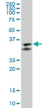 FCGR2B purified MaxPab mouse polyclonal antibody (B01P)