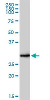 FCER1A purified MaxPab rabbit polyclonal antibody (D01P)