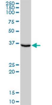 FBP1 purified MaxPab mouse polyclonal antibody (B01P)
