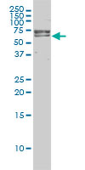 FANCG monoclonal antibody (M01), clone 2C8