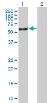 FANCE purified MaxPab mouse polyclonal antibody (B01P)