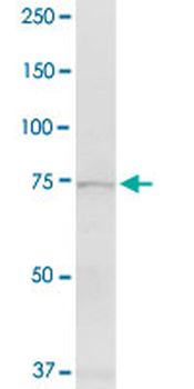 EXT1 purified MaxPab rabbit polyclonal antibody (D01P)