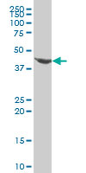 EVX1 monoclonal antibody (M07), clone 1B7