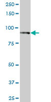 EPS8 purified MaxPab mouse polyclonal antibody (B01P)