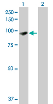 EPB41L1 purified MaxPab mouse polyclonal antibody (B01P)