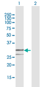 ENDOG purified MaxPab mouse polyclonal antibody (B02P)