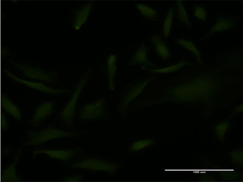 EMX2 monoclonal antibody (M02), clone 4D8
