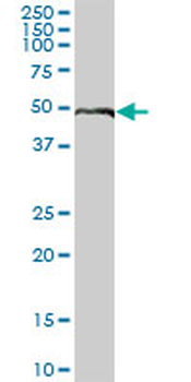 ELK4 purified MaxPab mouse polyclonal antibody (B01P)
