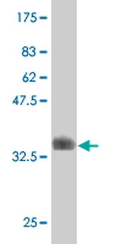ELF4 monoclonal antibody (M02), clone 1E10