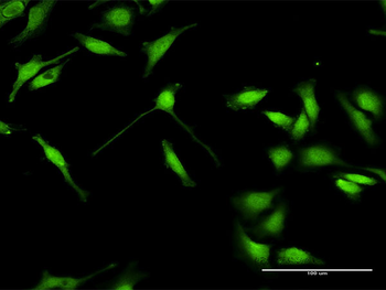 ELAVL4 purified MaxPab rabbit polyclonal antibody (D01P)