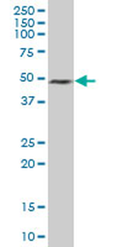 ELAVL3 purified MaxPab mouse polyclonal antibody (B01P)