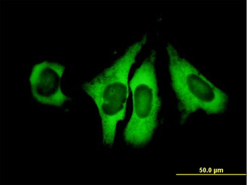 EIF4G1 purified MaxPab mouse polyclonal antibody (B01P)