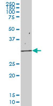 EIF2B1 purified MaxPab mouse polyclonal antibody (B01P)