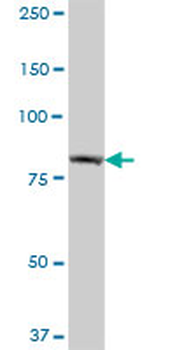 EHHADH purified MaxPab mouse polyclonal antibody (B01P)