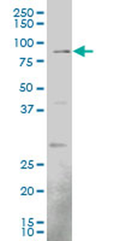 EGR1 monoclonal antibody (M08), clone 1F5