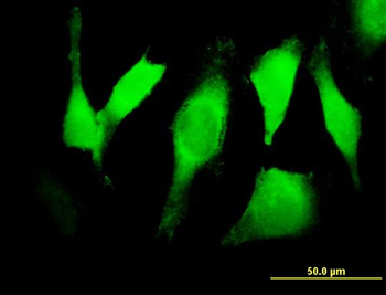 EGFR purified MaxPab mouse polyclonal antibody (B01P)