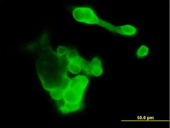 EFNA3 purified MaxPab mouse polyclonal antibody (B01P)