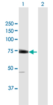 EIF2D purified MaxPab mouse polyclonal antibody (B01P)