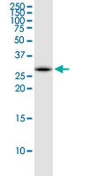 EEF1B2 monoclonal antibody (M13), clone 4G8