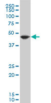 EEF1A2 polyclonal antibody (A01)