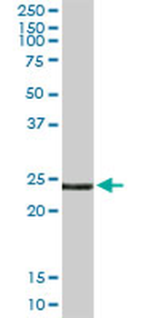 EDN3 purified MaxPab rabbit polyclonal antibody (D01P)