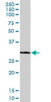 ECH1 purified MaxPab mouse polyclonal antibody (B01P)