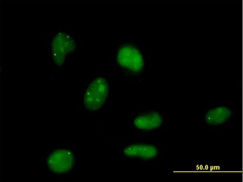 E4F1 purified MaxPab mouse polyclonal antibody (B01P)