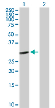 E2F6 purified MaxPab rabbit polyclonal antibody (D01P)