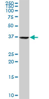 E2F4 purified MaxPab rabbit polyclonal antibody (D01P)