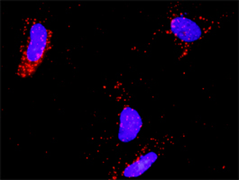 E2F2 purified MaxPab rabbit polyclonal antibody (D01P)