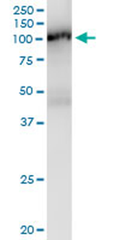 DVL2 MaxPab rabbit polyclonal antibody (D01)