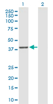 DUSP9 purified MaxPab rabbit polyclonal antibody (D01P)