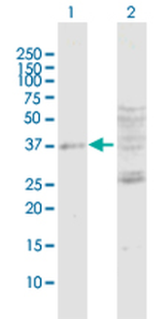 DUSP7 purified MaxPab rabbit polyclonal antibody (D01P)
