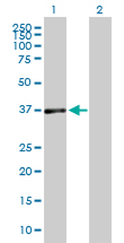 DUSP7 purified MaxPab mouse polyclonal antibody (B01P)