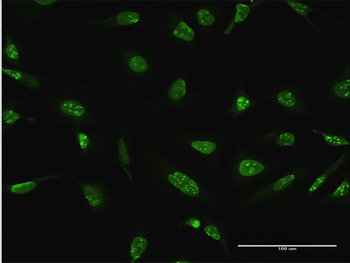 DUSP4 purified MaxPab rabbit polyclonal antibody (D01P)