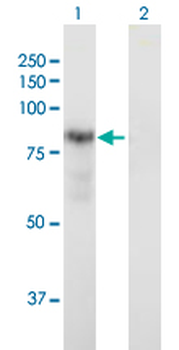 DTNA purified MaxPab mouse polyclonal antibody (B02P)